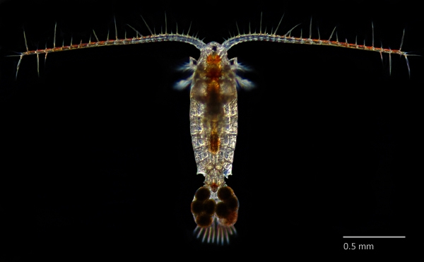 Photo of Leptodiaptomus nudus by Ian Gardiner